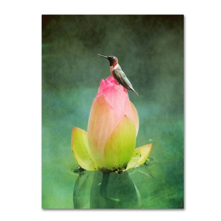 Jai Johnson 'Hummingbird And The Lotus Flower' Canvas Art,18x24